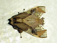 Eutelia sp. (Lepidoptera: Noctuidae; French Guiana)